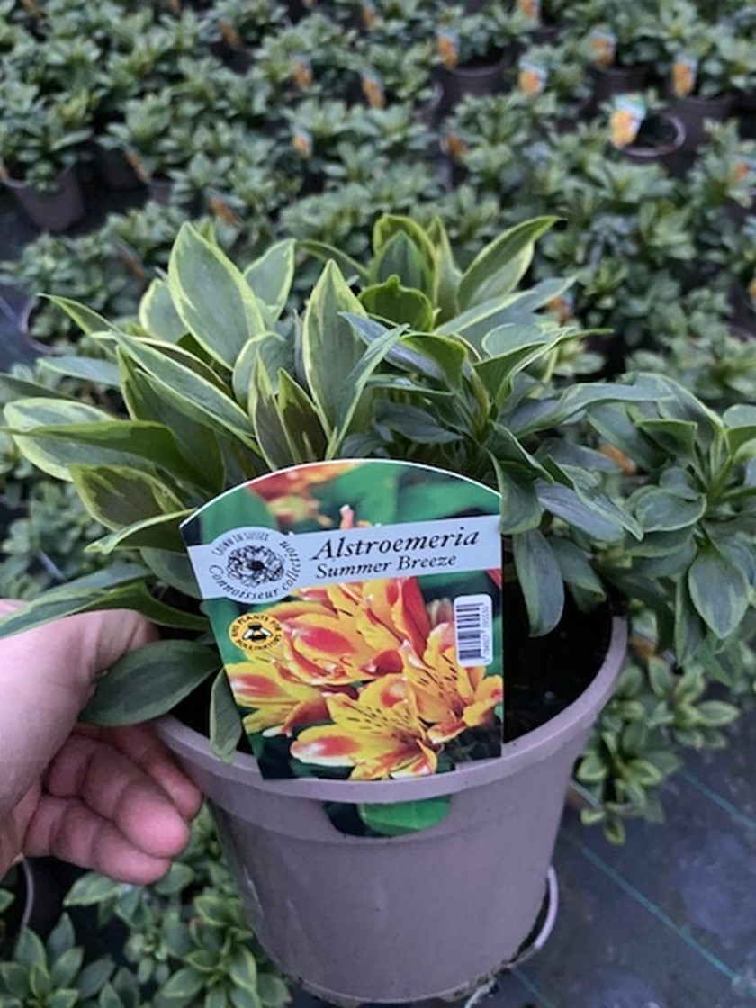 Alstroemeria (Peruvian Lily) 'Summer Breeze' - 3 Litre - Yellow - Pollinator - Image 3