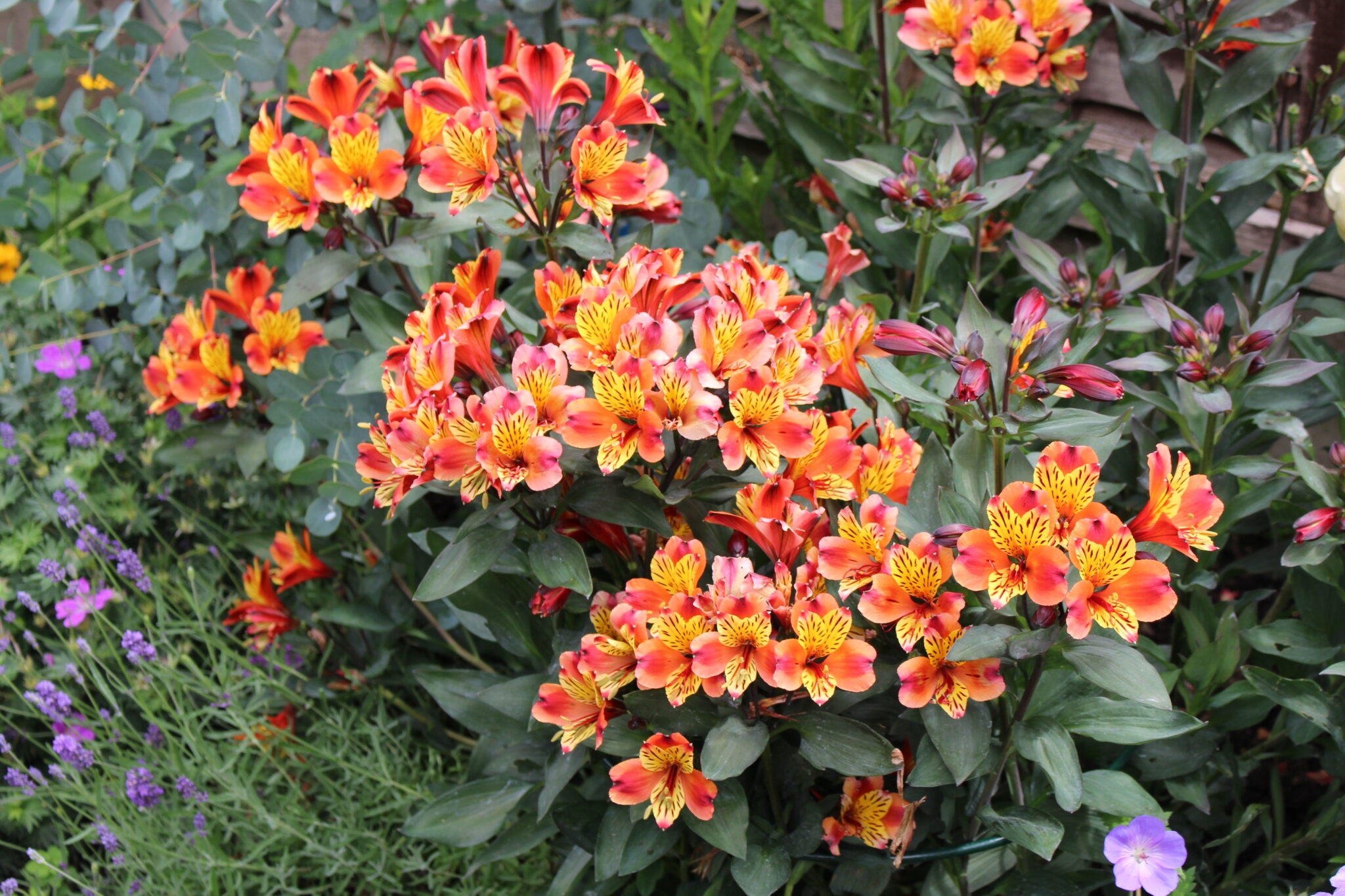 Alstroemeria - 'Indian Summer' - 3 Litre Pot - Pollinator. - Image 4
