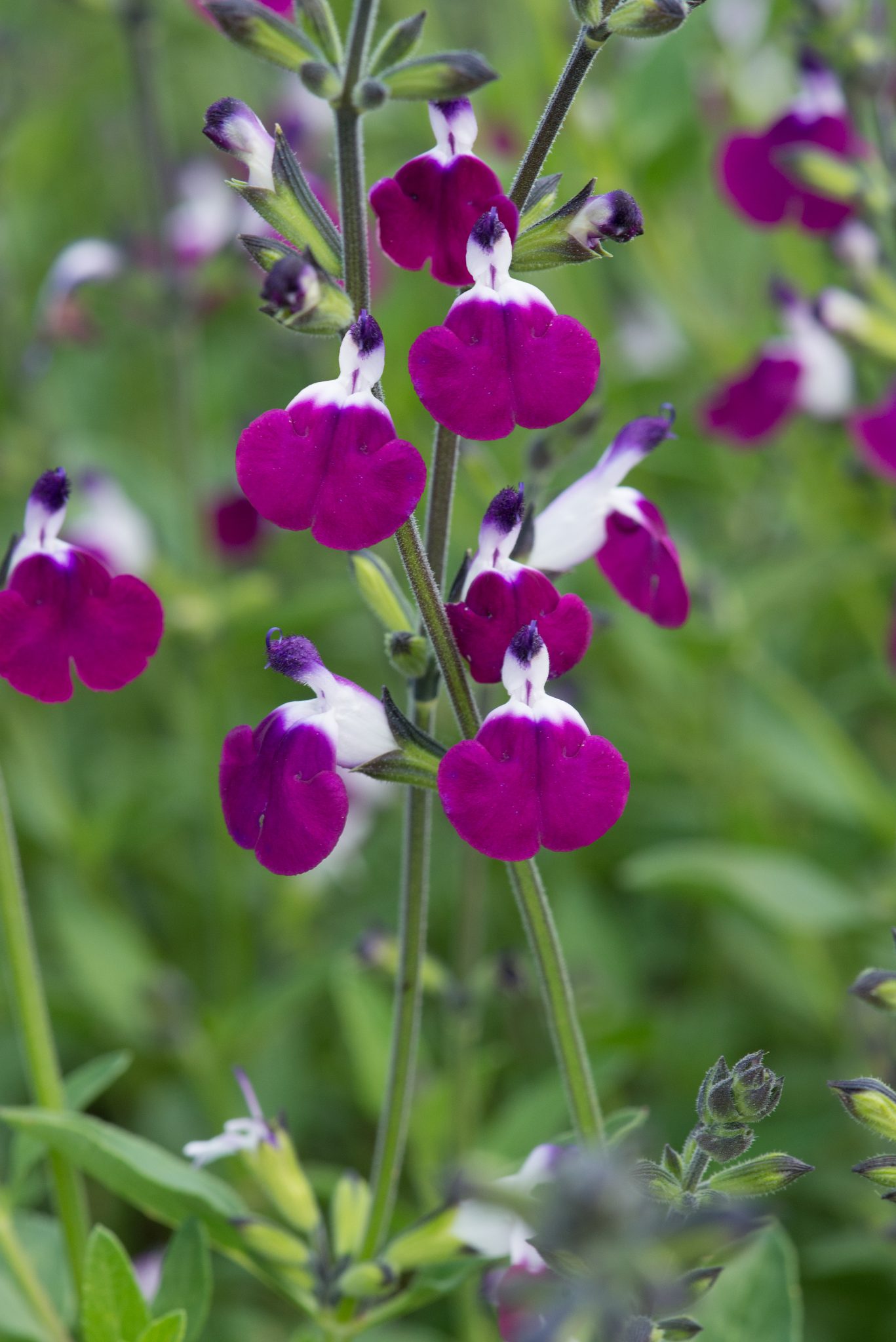 Salvia Amethyst Lips Perennial Plant in a 3 Litre Pot