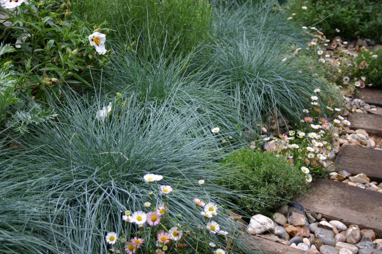 Grass Festuca Glauca Elijah Blue Perennial Plant in a 3 Litre Pot - Provides shelter for insects and small mammals