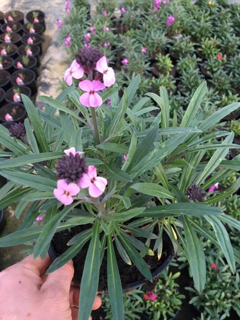 Erysimum (Wallflower) 'Bowles Mauve' - 3 Litre Pot - Attractive to Wildlife - Image 4