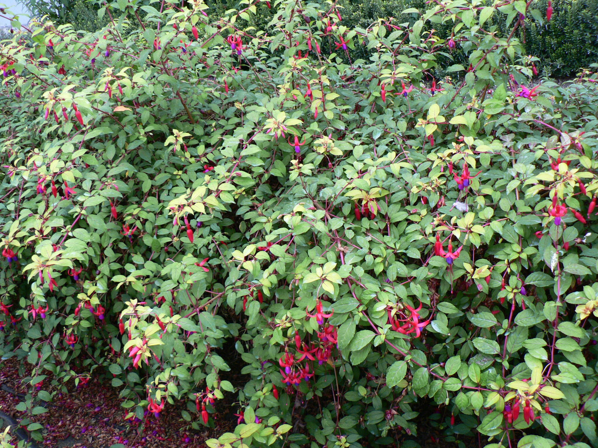 Fuchsia Bush 'Genii' Shrub Plant in a 3 Litre Pot