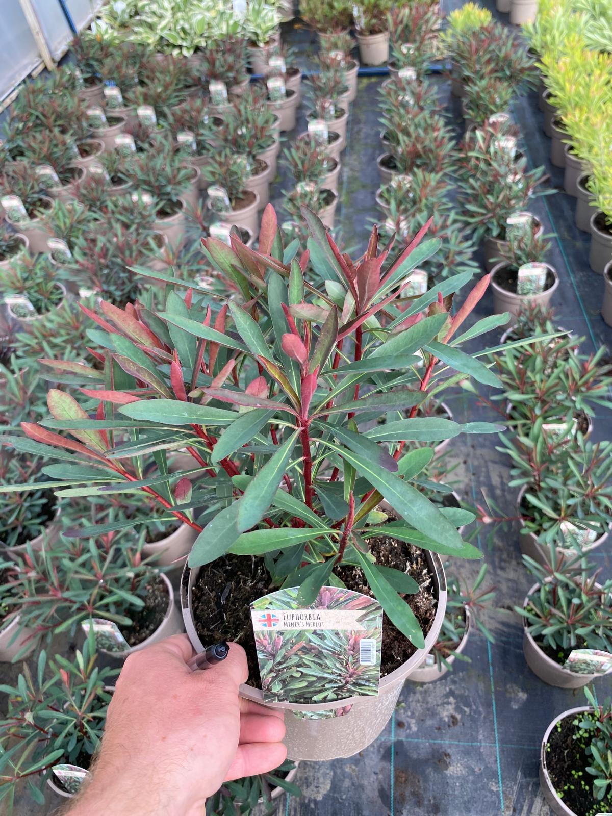 Euphorbia 'Miners Merlot'  3 Litre Pot - Colourful Foliage - Attractive to Wildlife - Image 2
