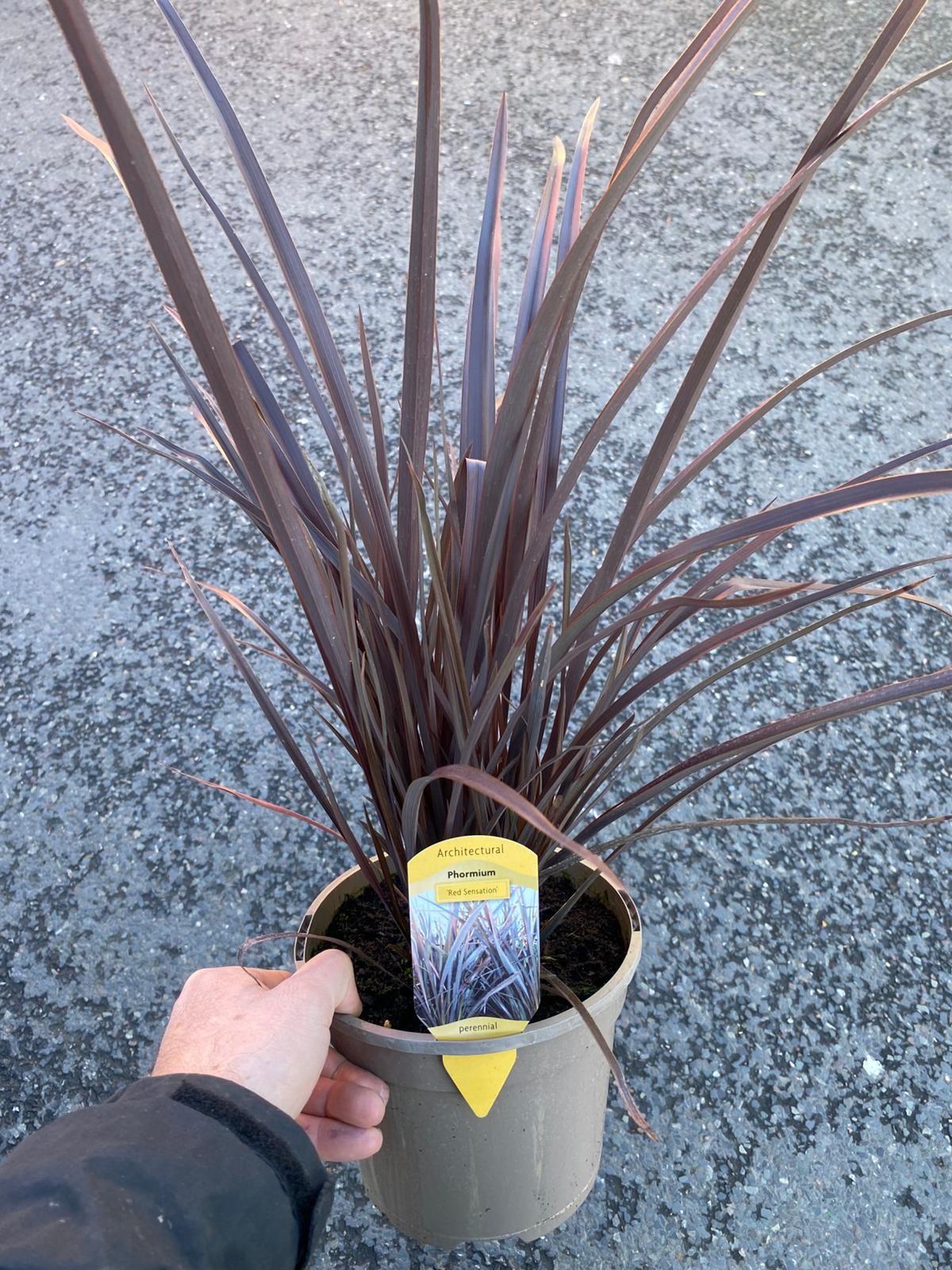 Phormium 'Red Sensation' 3 Litre Pot - Image 2