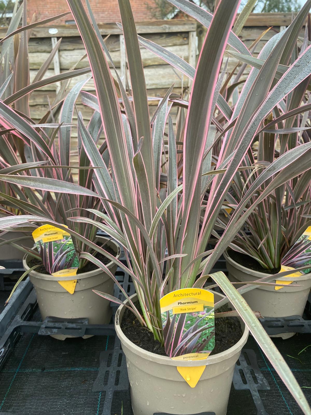 Phormium Pink Stripe 3 Litre Pot - Image 2