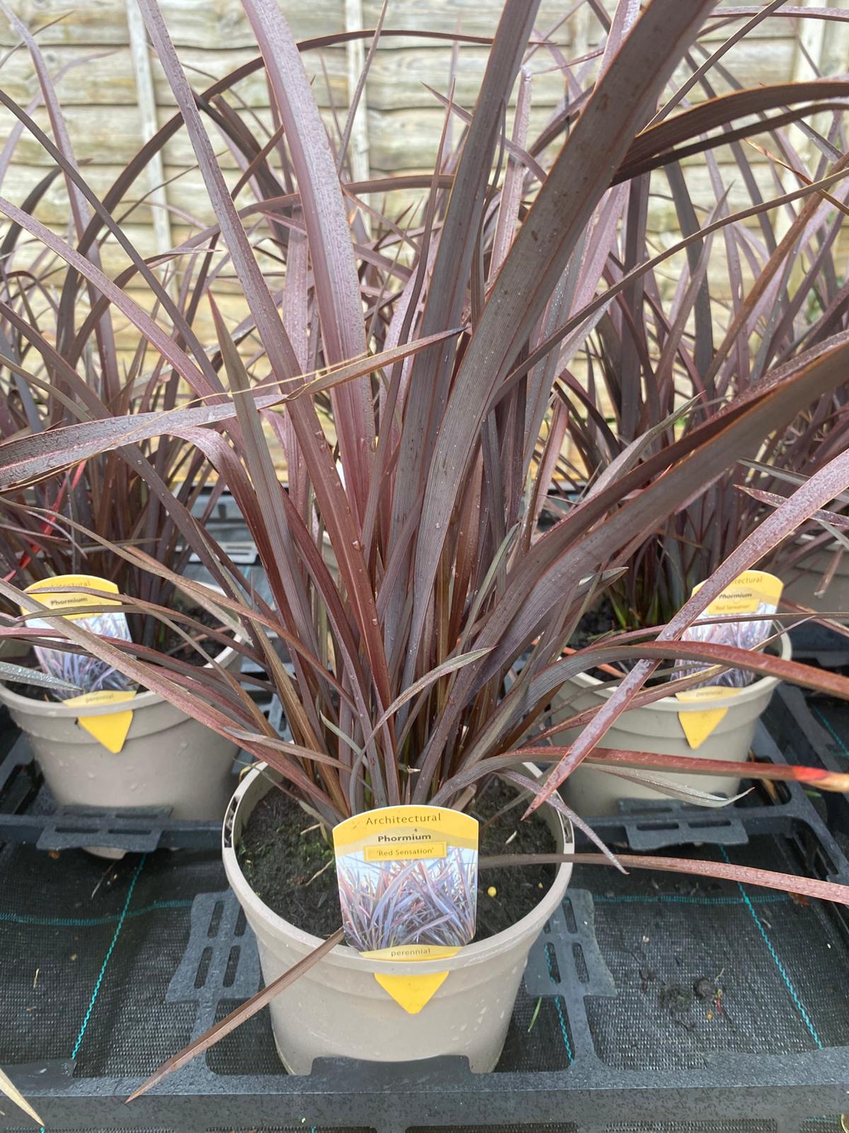 Phormium 'Red Sensation' 3 Litre Pot