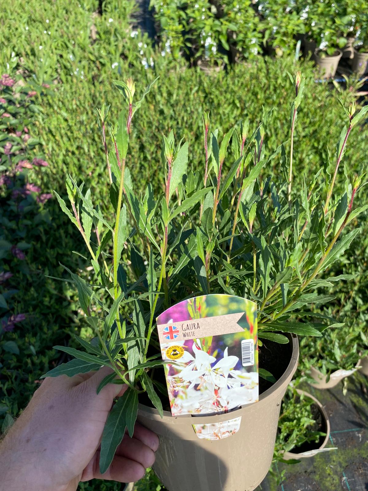 Gaura 'Elurra' 3 Litre Pot - Image 2