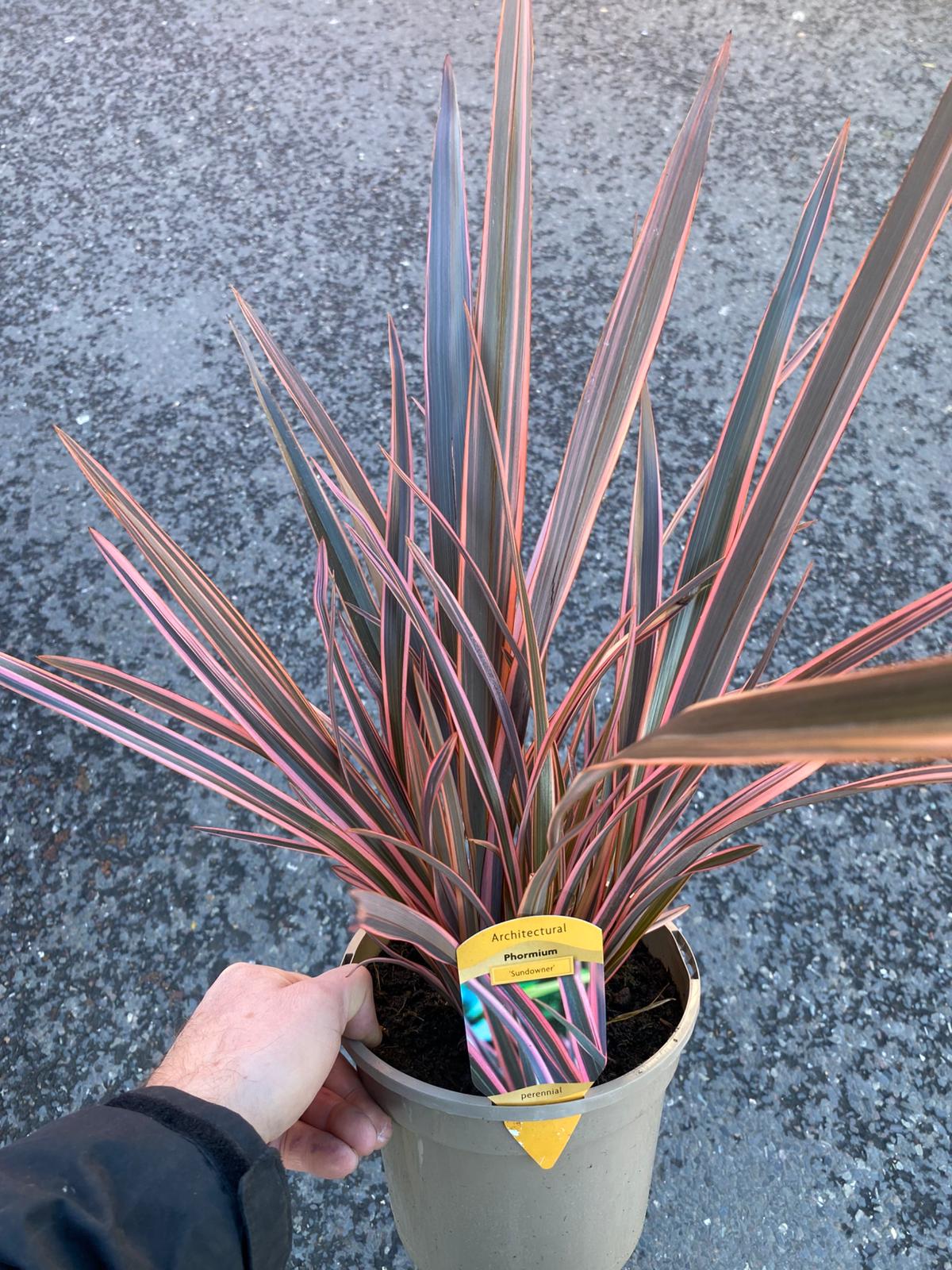 Phormium 'Sundowner' 3 Litre Pot