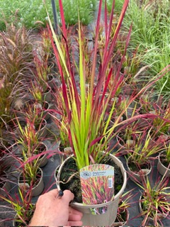 Grass Imperata 'Cylindrica Red Baron' 3 Litre Pot - Provides shelter for insects and small mammals - Image 6