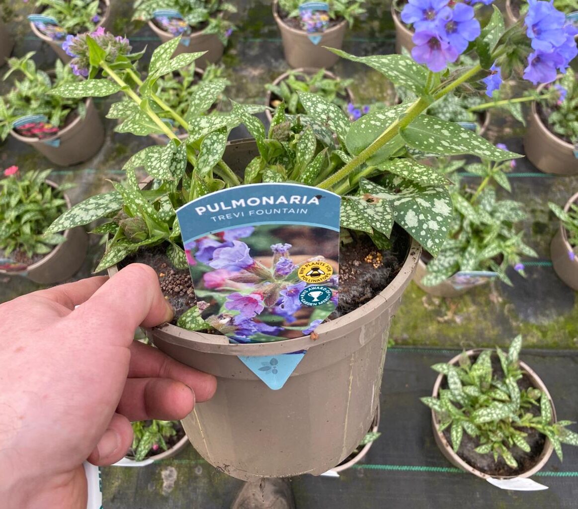 Pulmonaria  'Trevi Fountain' 3 Litre Pot