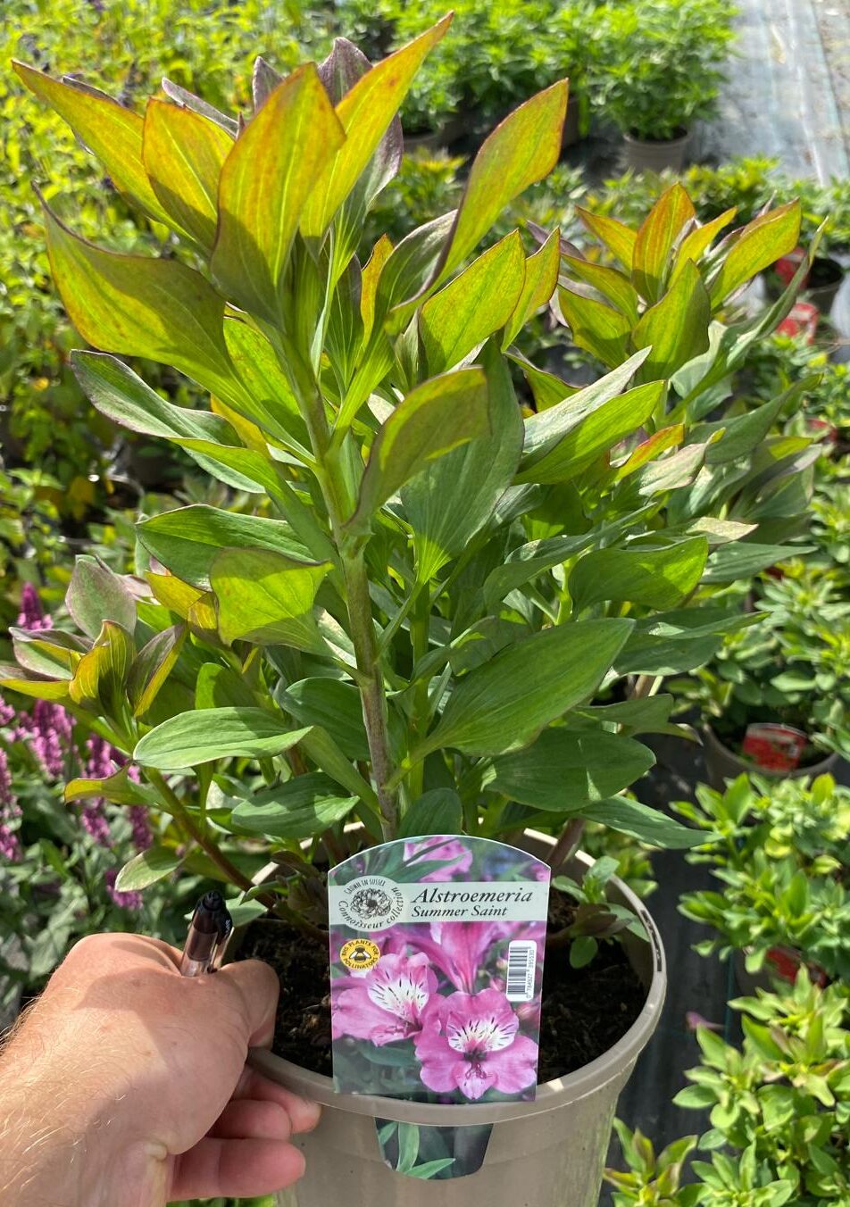 Alstroemeria 'Summer Saint Pink' - 3 Litre Pot. Pollinator. - Image 3