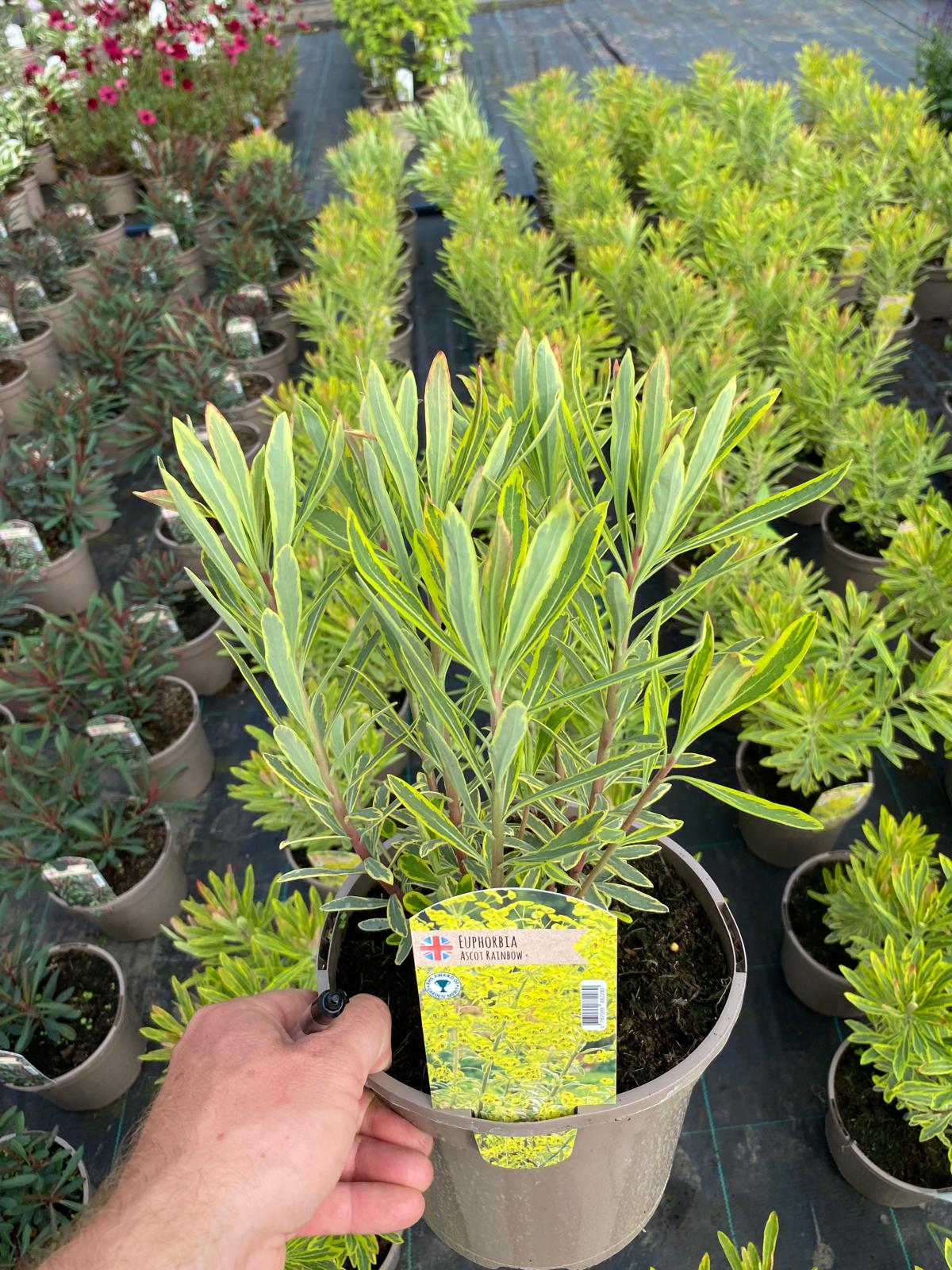 Euphorbia (Ascot Rainbow)- 3 Litre Pot - Colourful Foliage - Attractive to Wildlife - Image 3