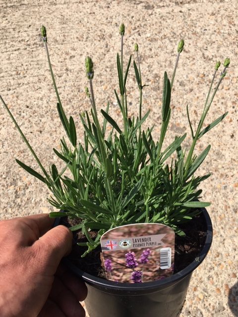 English Lavender Essence Purple Perennial Plant in a 3 Litre - Image 2