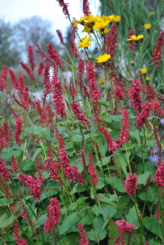 Persicaria 'Caliente' 3 Litre Pot - Pollinator