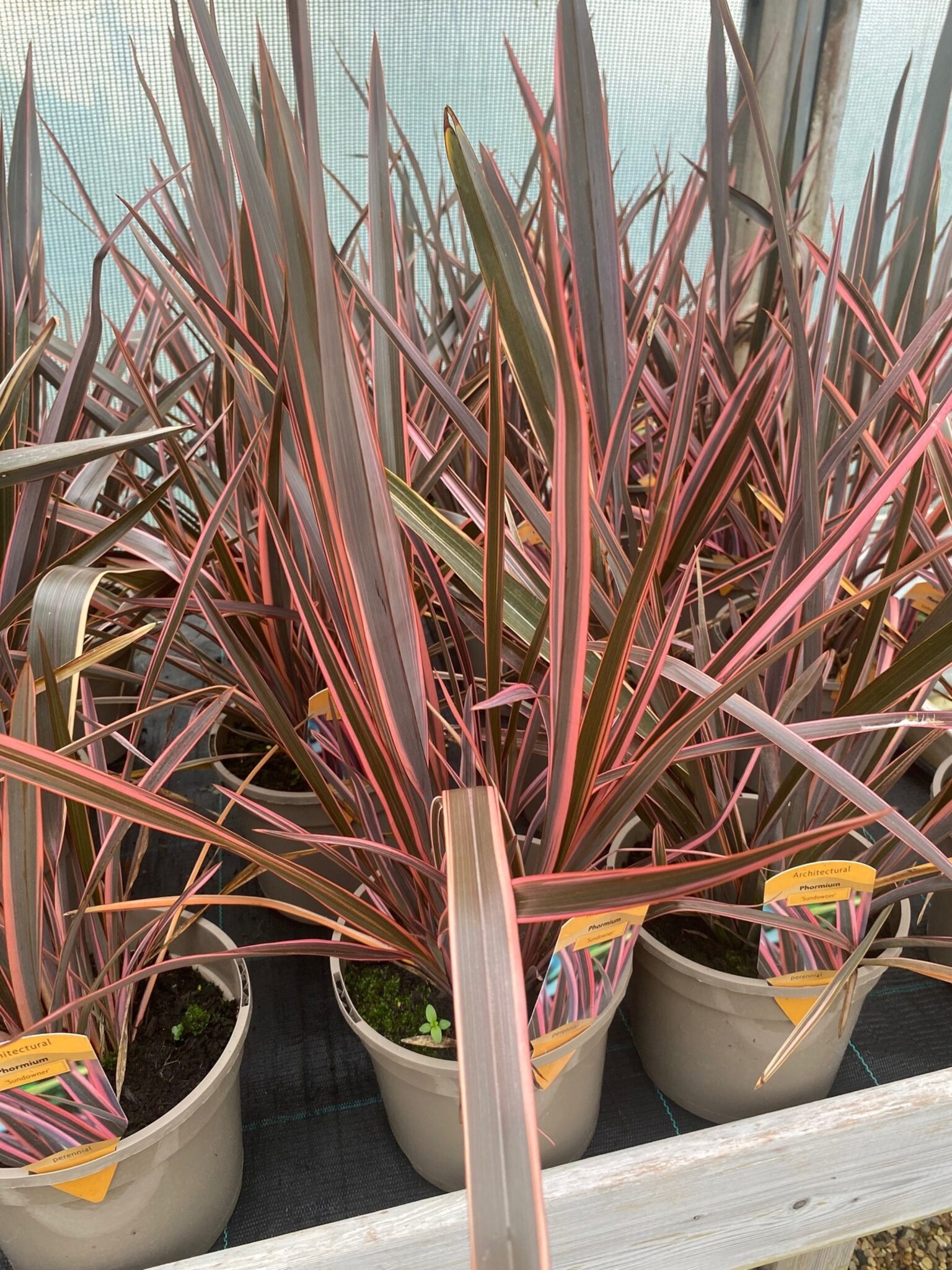 Phormium 'Sundowner' 3 Litre Pot - Image 2