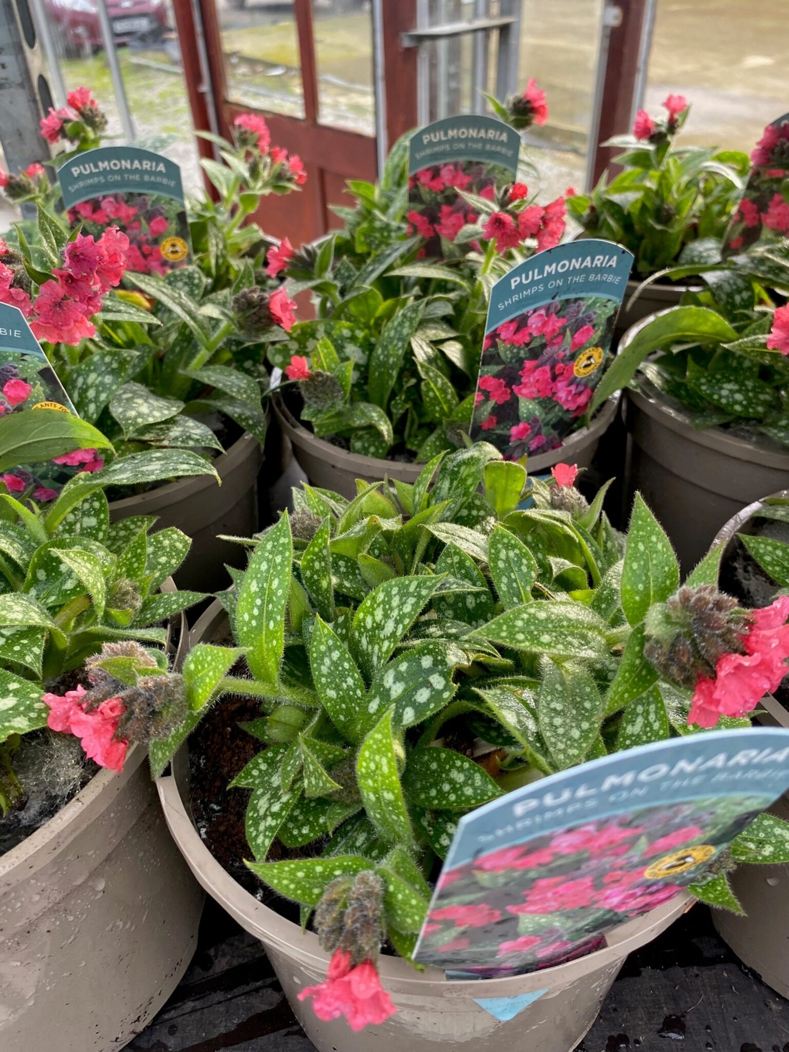 Pulmonaria 'Shrimps on the Barbie' 3 Litre Pot - Image 2