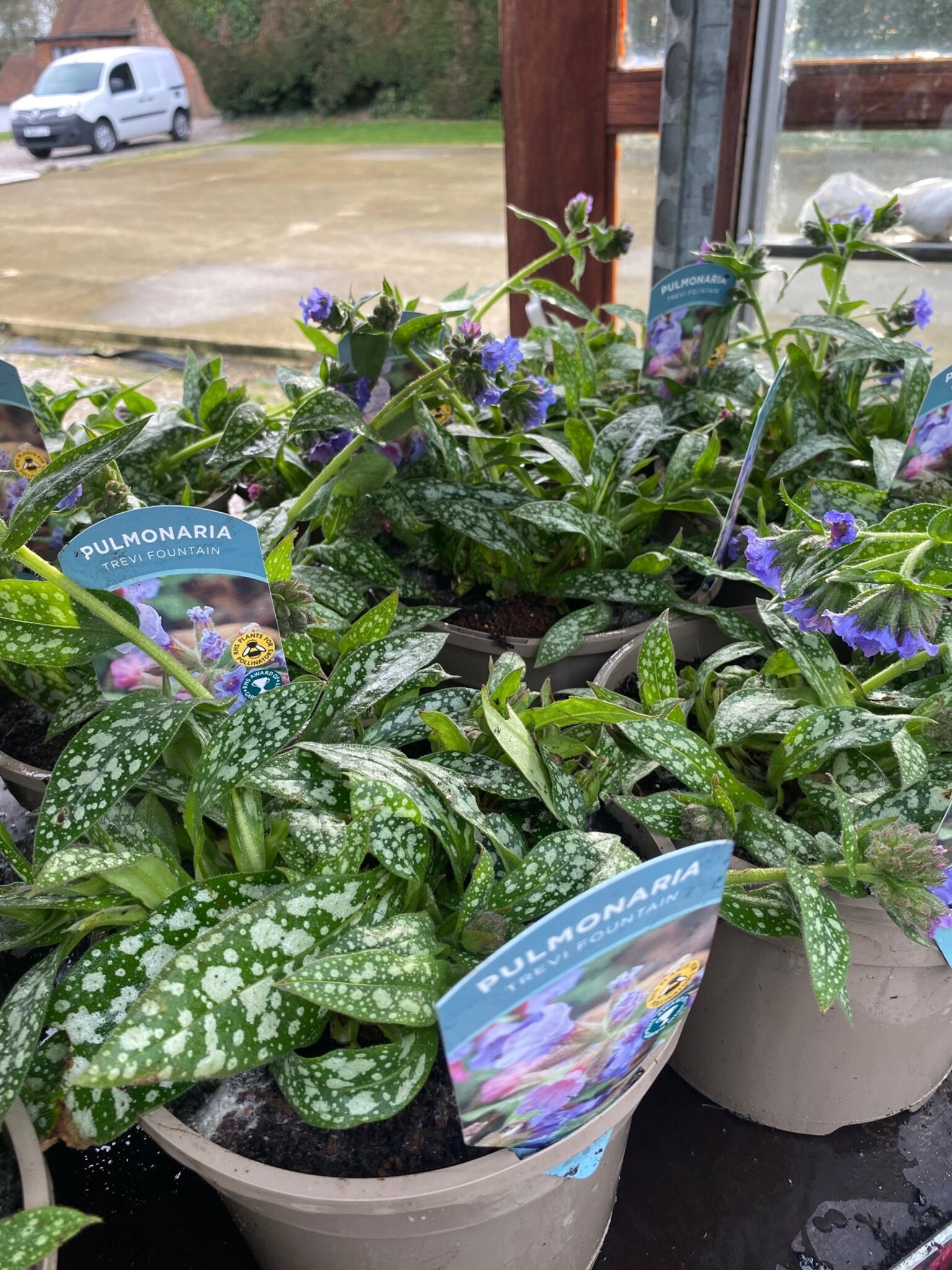 Pulmonaria  'Trevi Fountain' 3 Litre Pot - Image 2