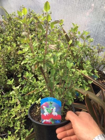 Salvia Hotlips Perennial Plant in a 3 Litre Pot - Image 2