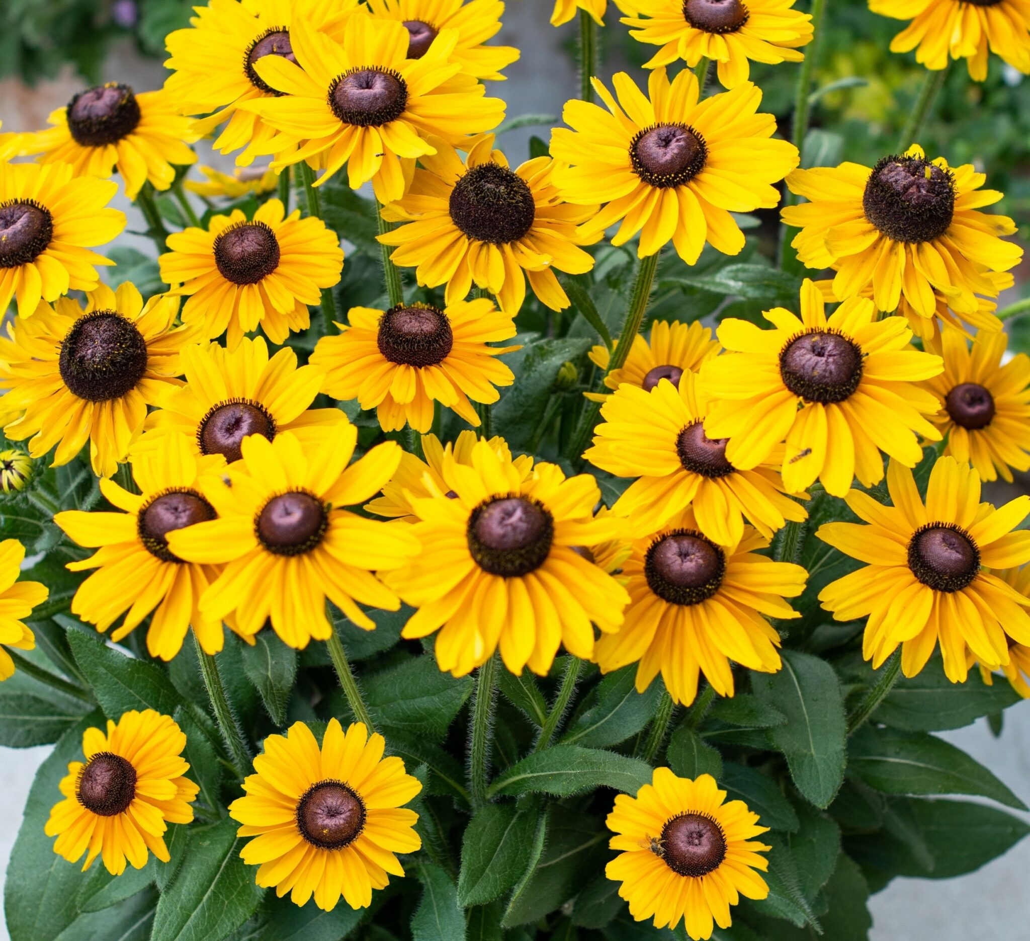 Rudbeckia Smiley Divine Perennial Plant in a 3 Litre Pot - Bright Colours - Pollinator - Image 2
