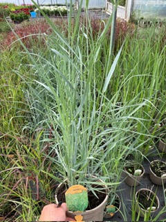 Grass Panicum Virgatum 'Prairie Sky' 3 Litre Pot - Provides shelter for insects and small mammals - Image 2