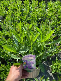 Verbena 'Santos Purple' 3 Litre Pot - Image 4