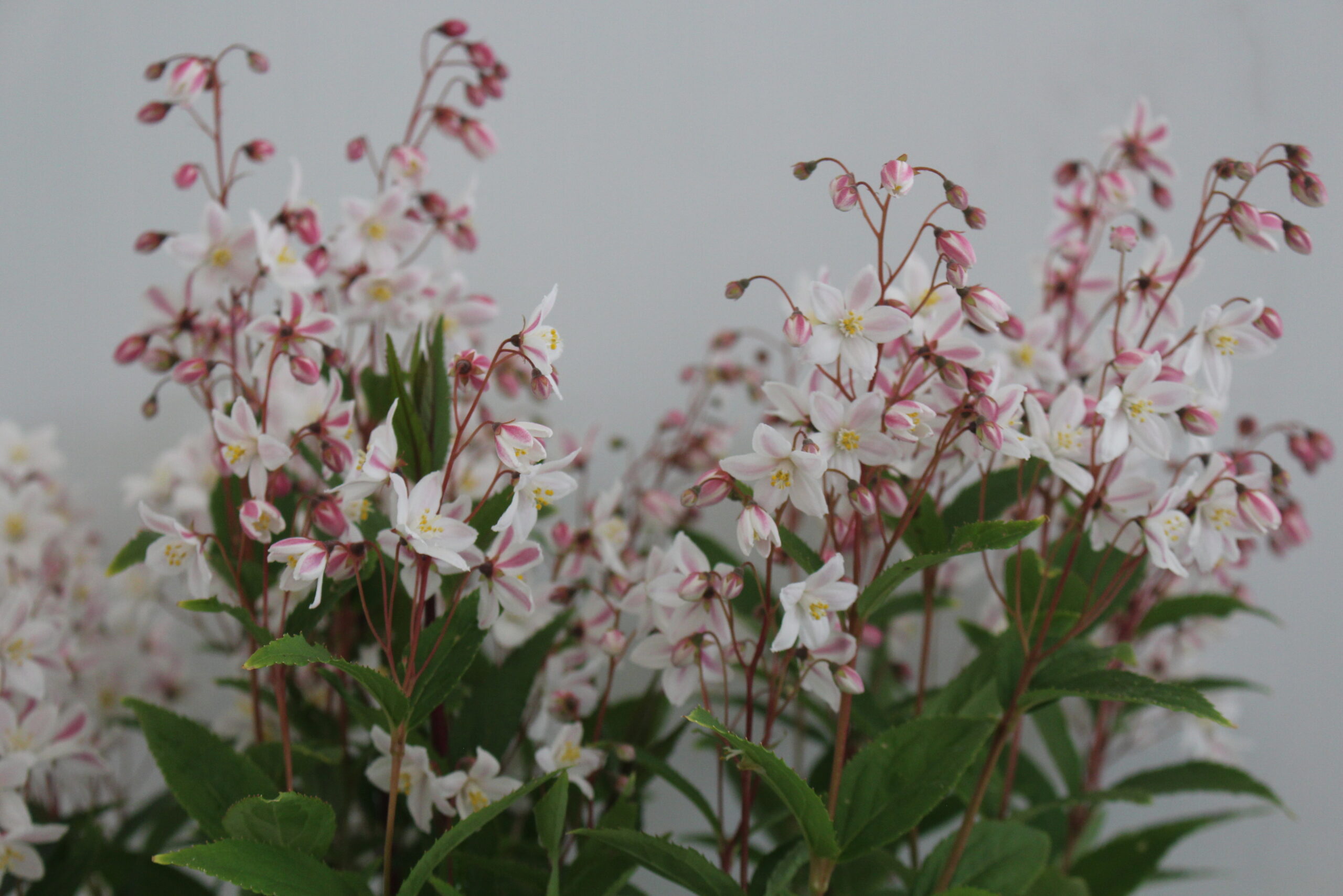 Deutzia 'Tokyo Delight' - 3L pot - White or Pink flowers.