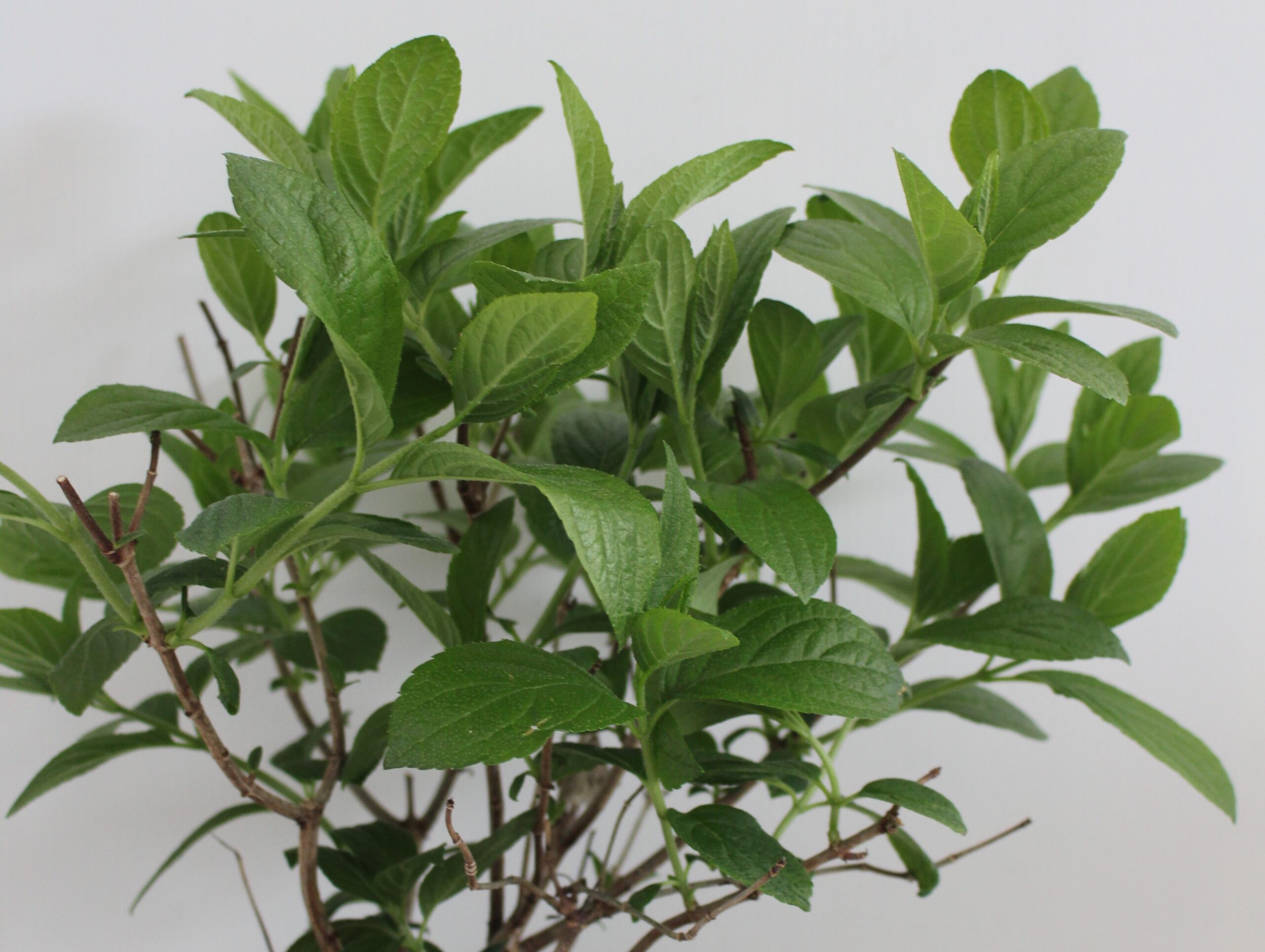 Hydrangea (Paniculata) 'Grandiflora' - 3 Litre Pot -White/Pink tinged florets. - Image 2