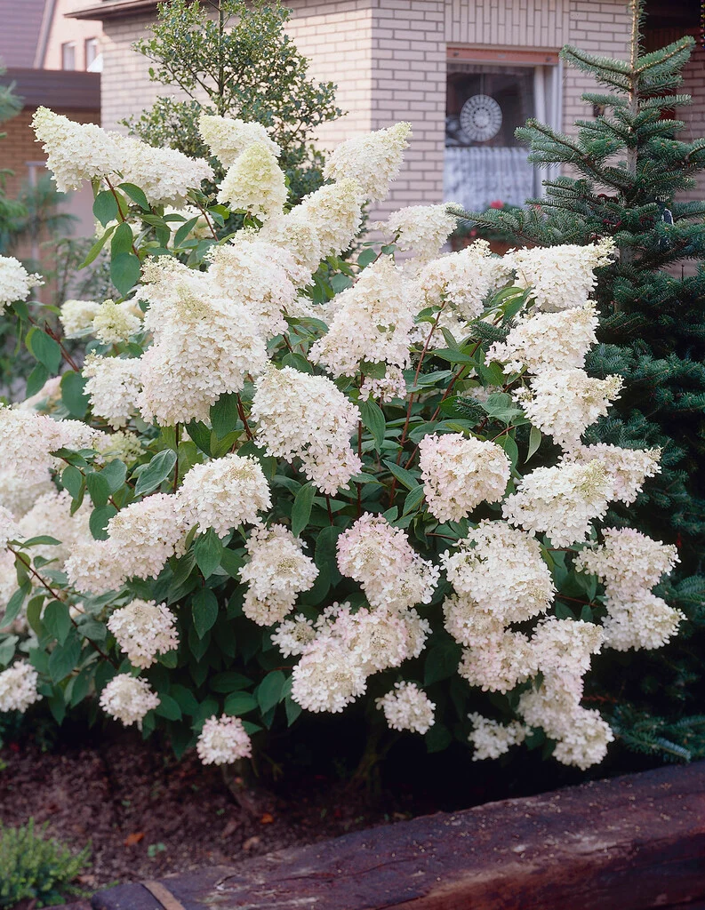 Hydrangea (Paniculata) 'Grandiflora' - 3 Litre Pot -White/Pink tinged florets.