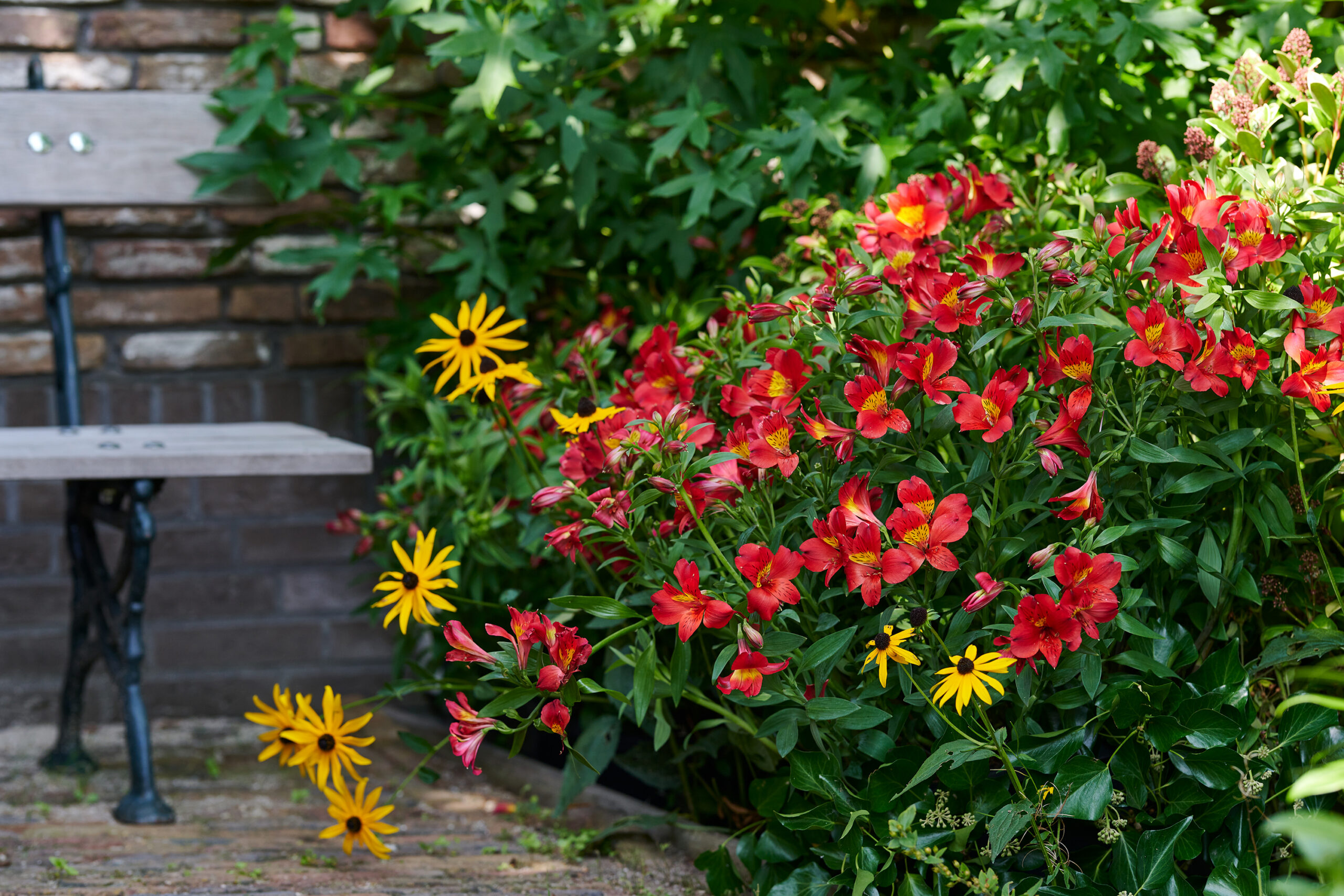 Alstroemeria (Peruvian Lily) 'Summer Heat' - 3 Litre Pot - Pink - Pollinator