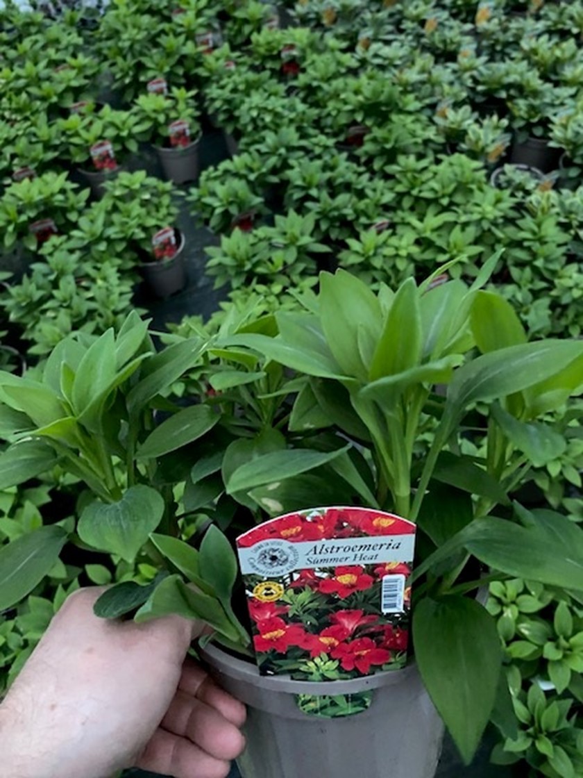 Alstroemeria (Peruvian Lily) 'Summer Heat' - 3 Litre Pot - Pink - Pollinator - Image 2