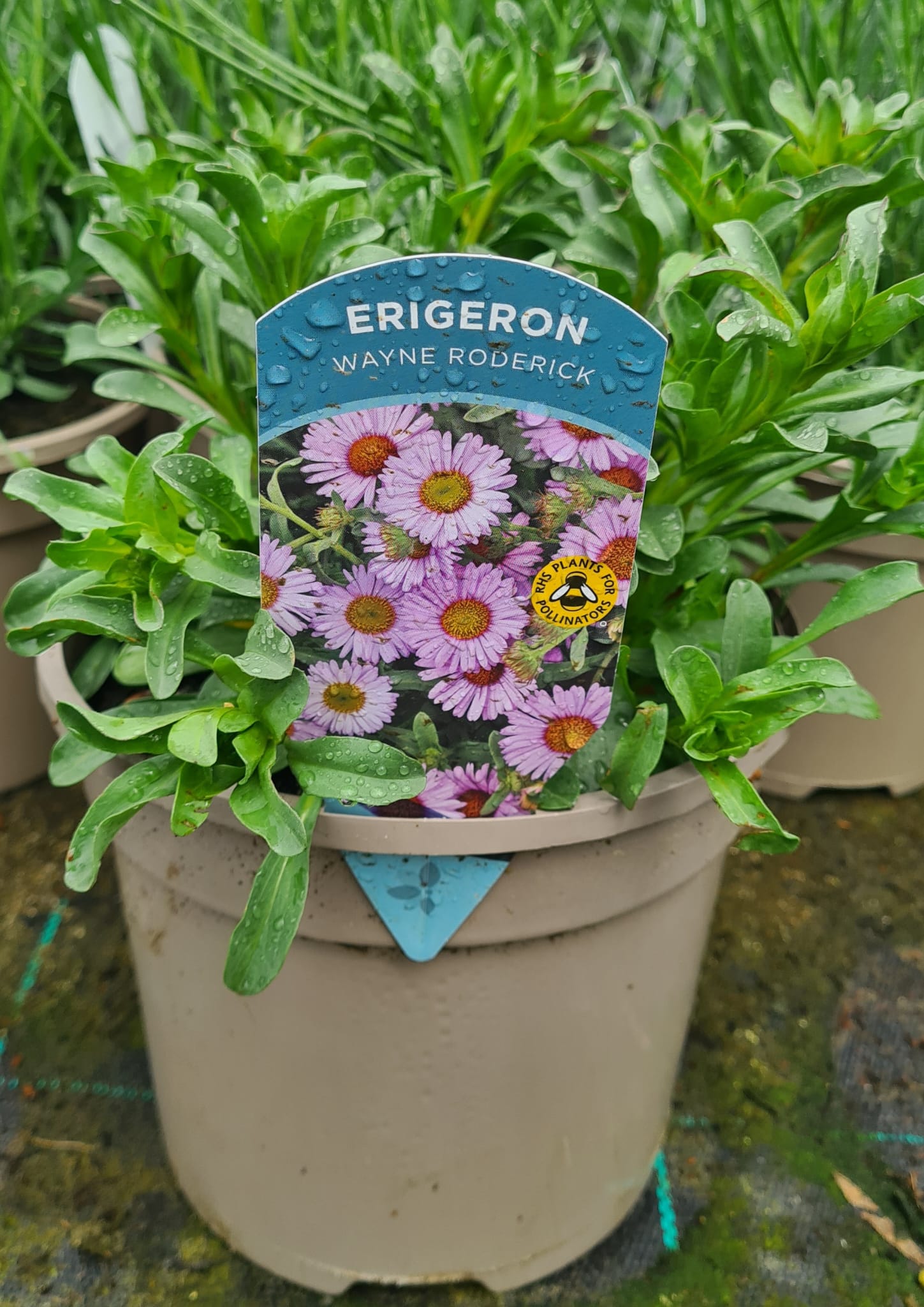Erigeron 'Wayne Roderick' - Perennial Plant - 3L pot.