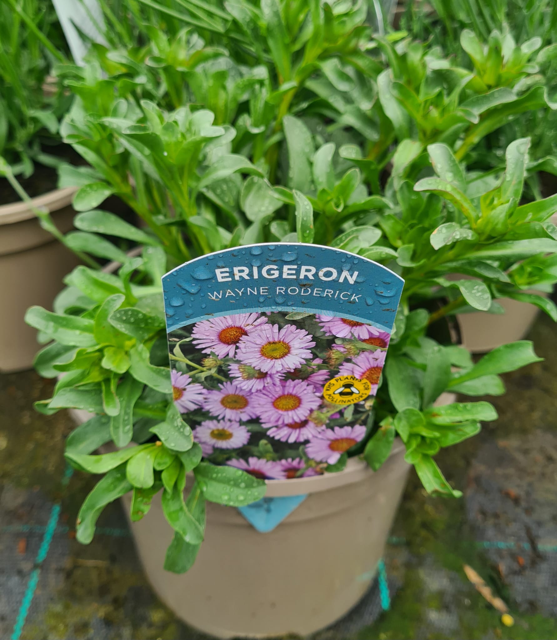 Erigeron 'Wayne Roderick' - Perennial Plant - 3L pot. - Image 2
