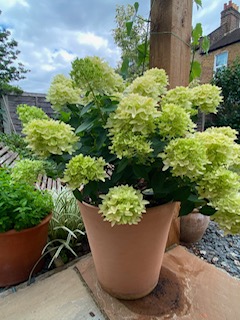 Hydrangea (Paniculata) 'Little Fresco' - 3 Litre Pot - - Image 3