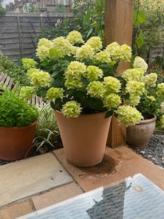 Hydrangea (Paniculata) 'Little Fresco' - 3 Litre Pot - - Image 2