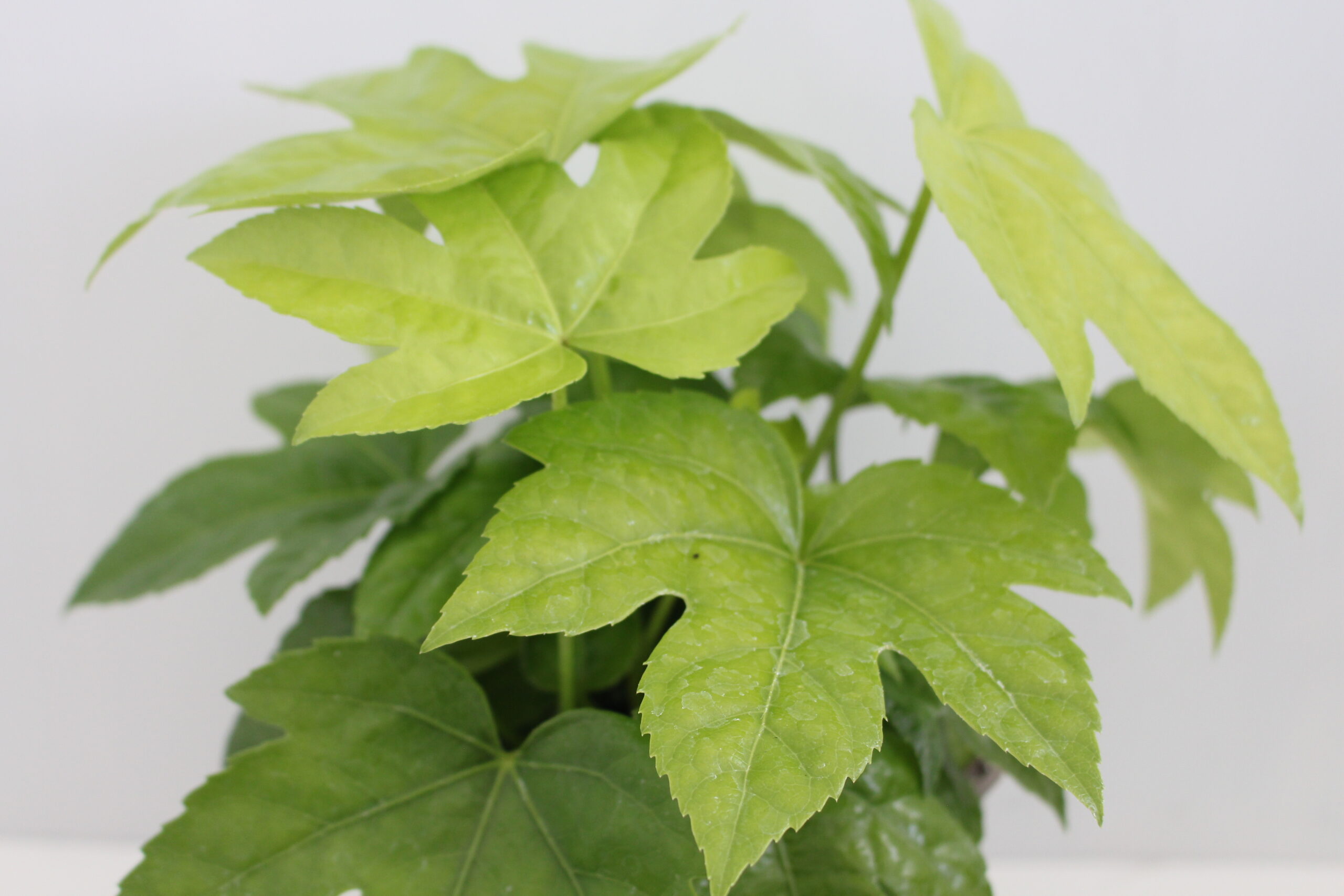 Houseplants Bundle x4 SPECIAL OFFER - Image 2