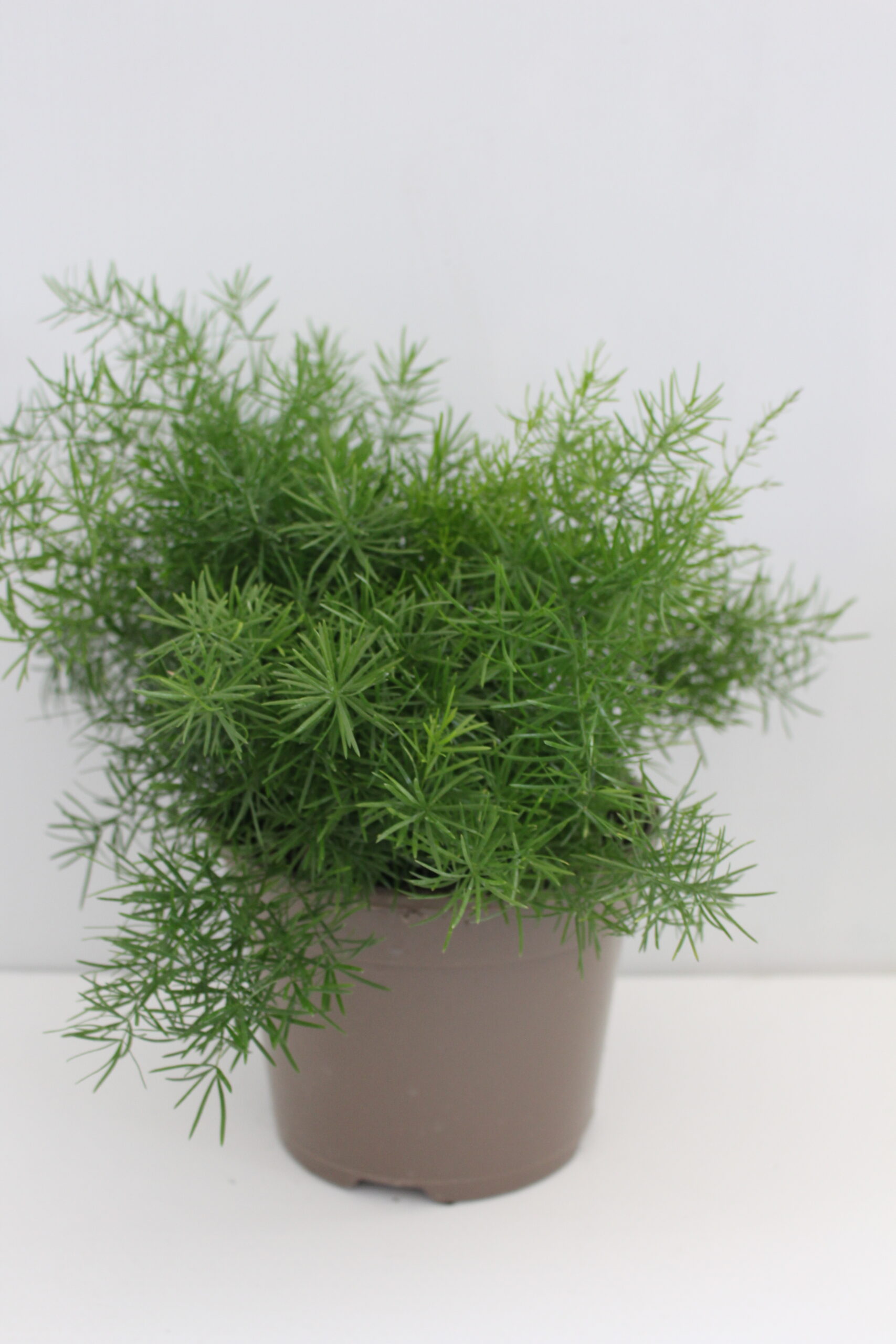Asparagus Densiflorus Sprengerii Houseplant in a 2L pot