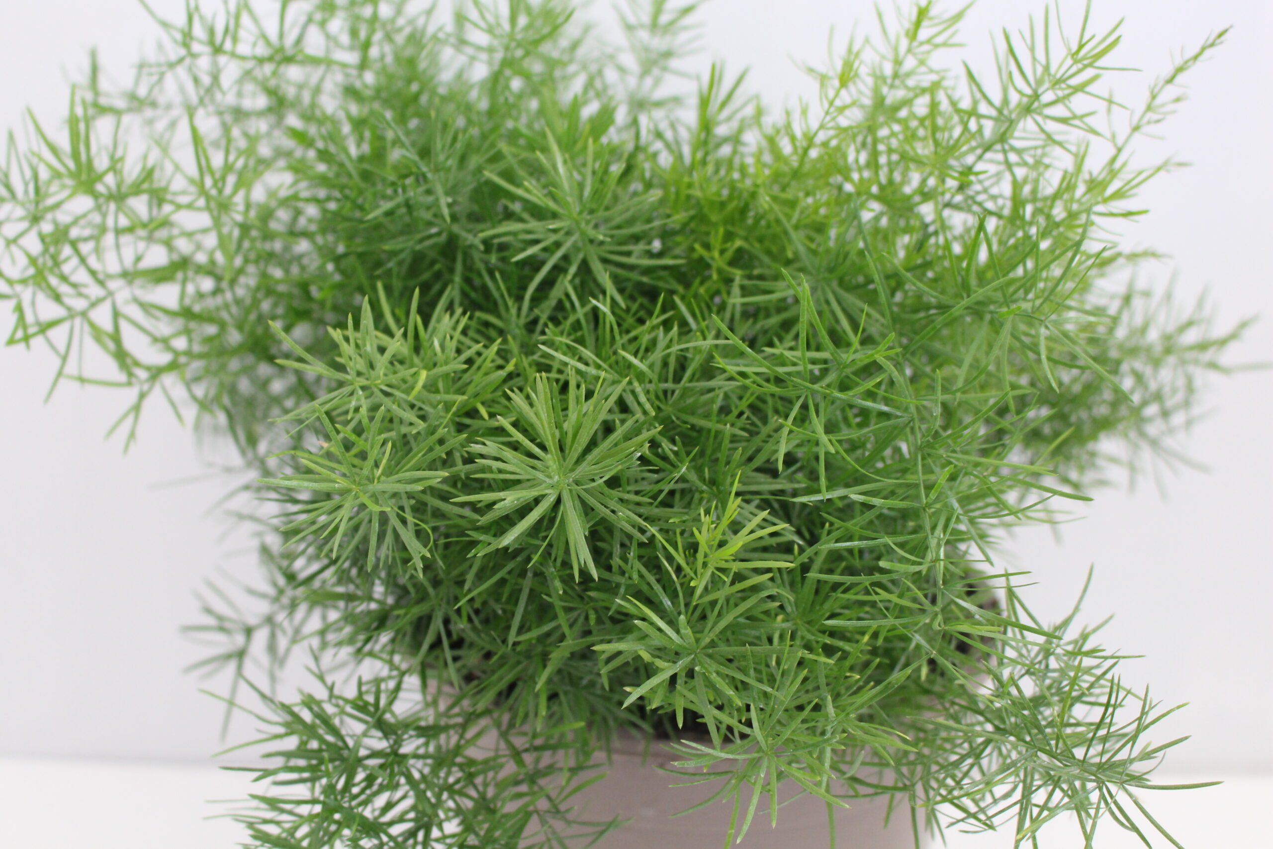 Houseplants Bundle x4 SPECIAL OFFER - Image 4