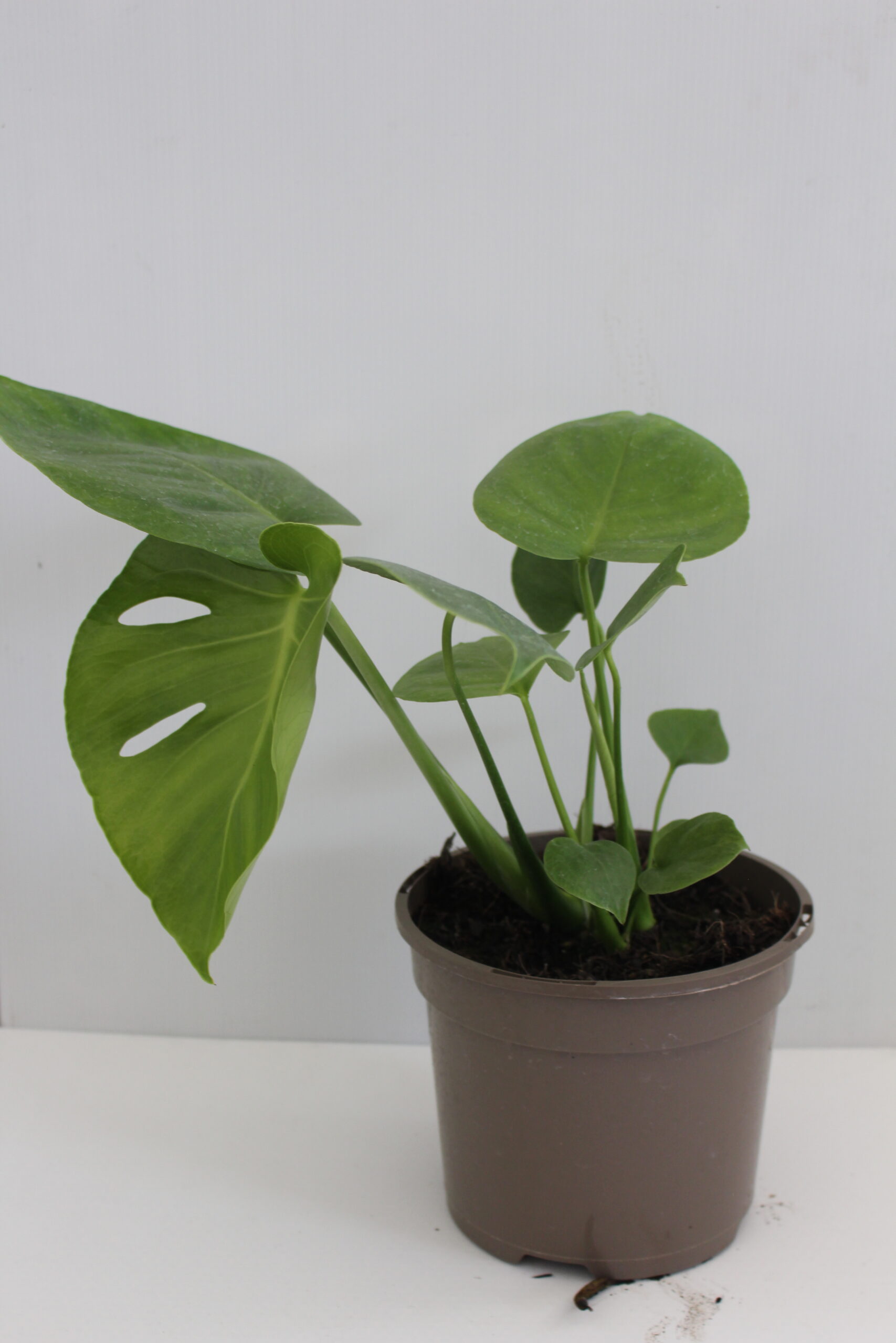 Monstera Deliciosa Tauerii Houseplant in a 2 Litre Pot - Image 2