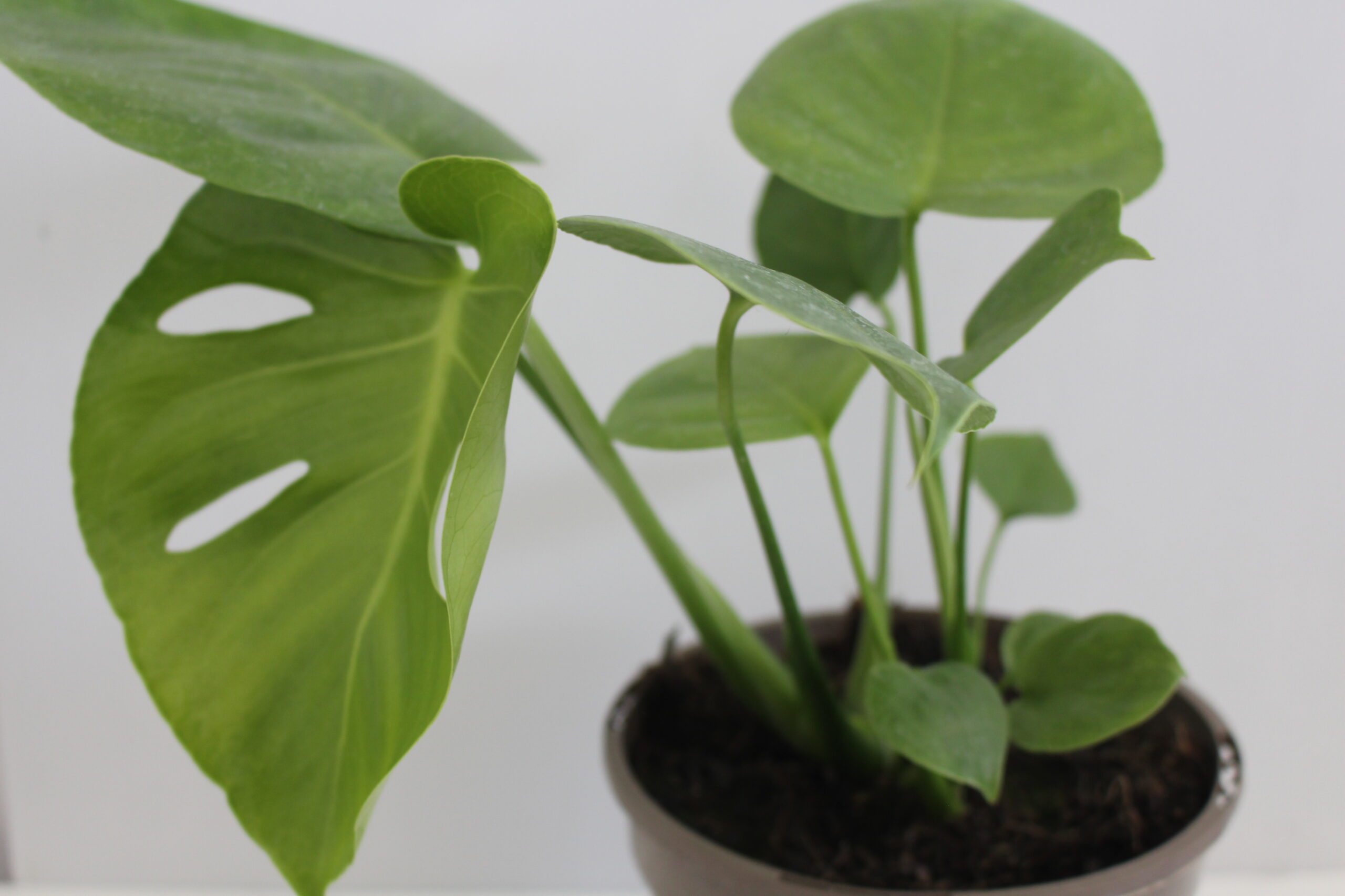 Monstera Deliciosa Tauerii Houseplant in a 2 Litre Pot