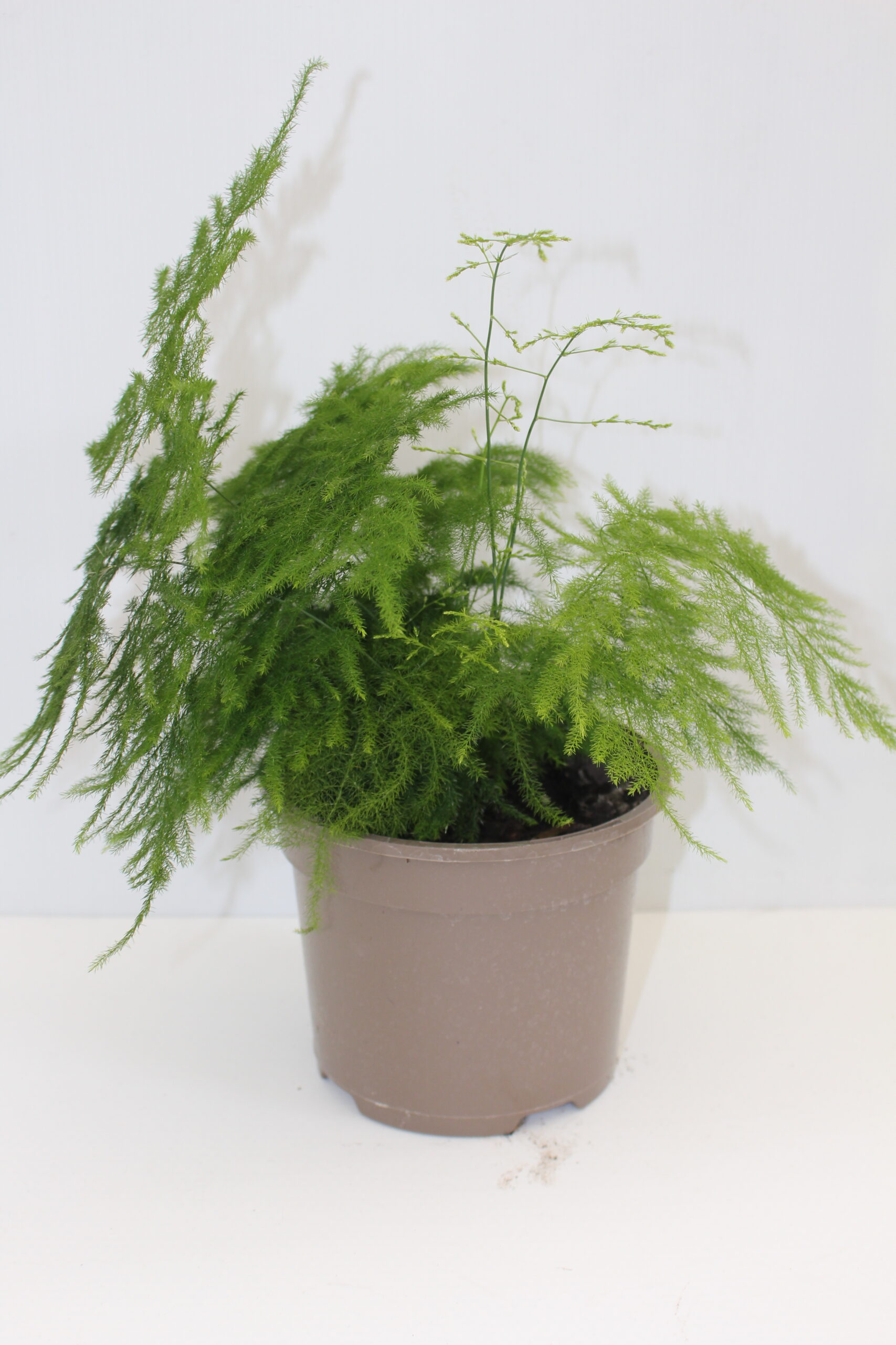 Asparagus Densiflorus Plumosus Nanus Houseplant in a 2L pot