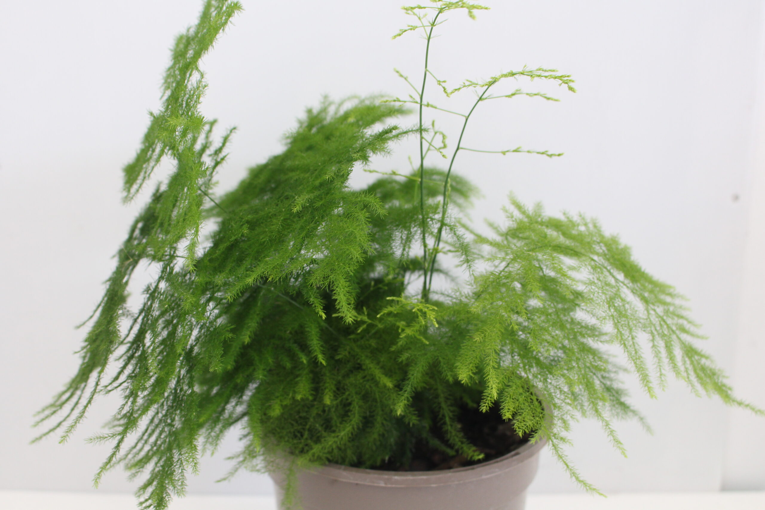 Asparagus Densiflorus Plumosus Nanus Houseplant in a 2L pot - Image 2